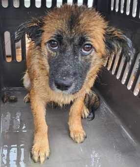 서천군유기동물보호소_444458202500384